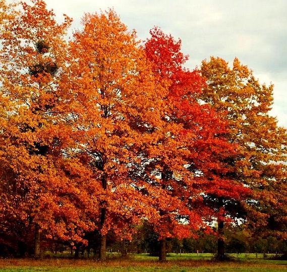 Quercus palustris